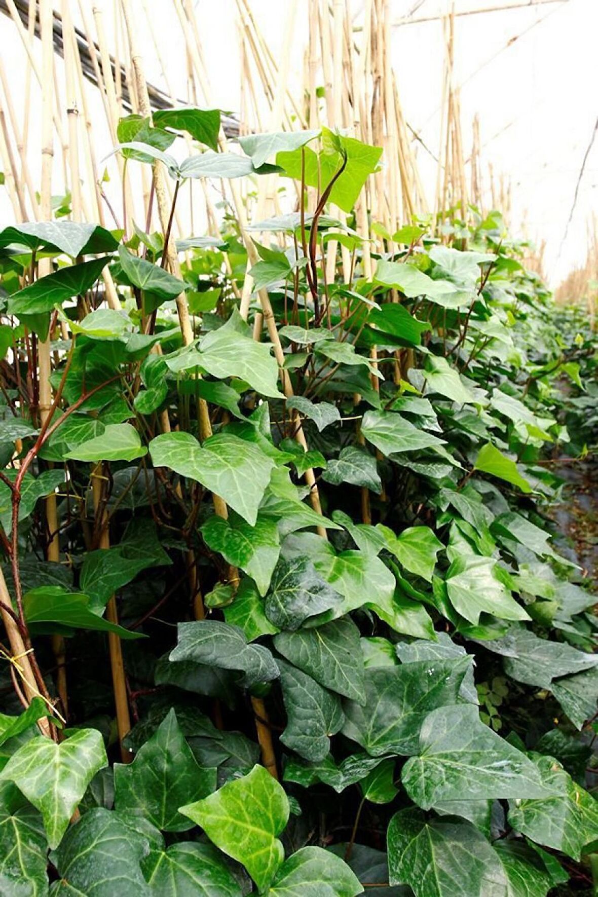 HEDERA ORMAN SARMAŞIĞI 1.5 Metre