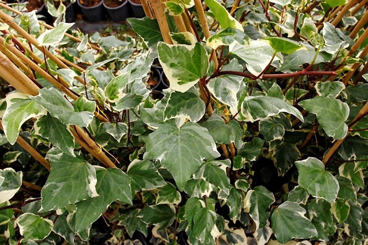HEDERA ORMAN SARMAŞIĞI 5 ADET - ALACALI SARILICI BİTKİ