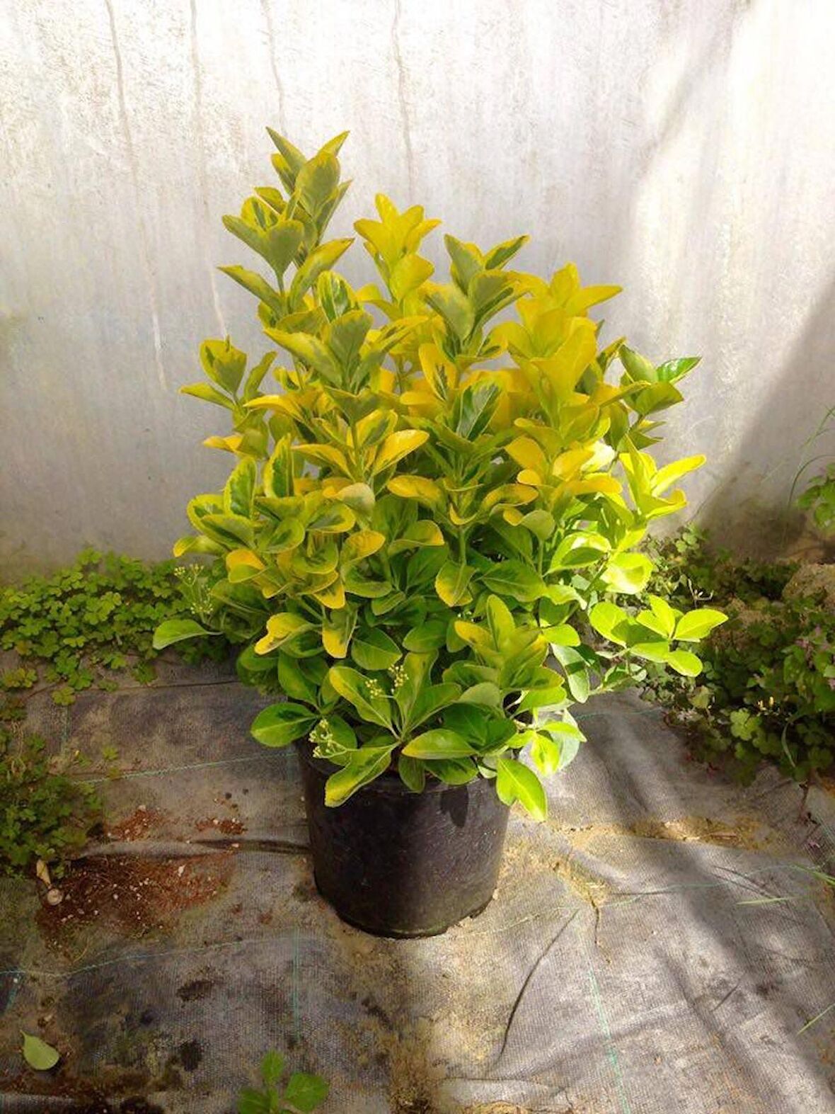 GOLD TAFLAN 3 ADET - BÜYÜK BOY 40 - 50 cm