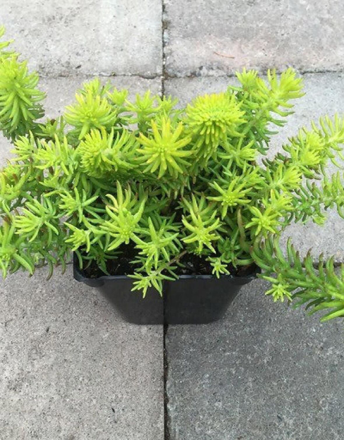 SARI SEDUM 45 ADET - YER ÖRTÜCÜ ÇOK YILLIK BİTKİ