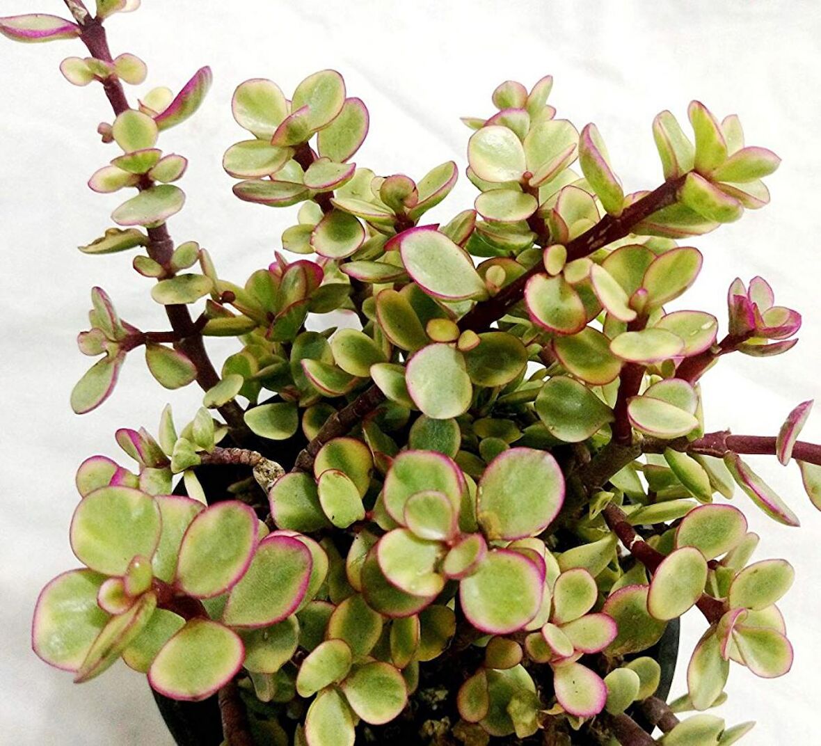 Portulacaria Afra Variegata - 5 ADET SUKULENT - TERARYUM BİT