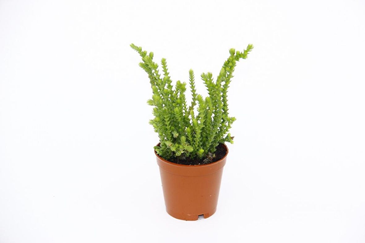 Crassula Muscosa - 20 Adet SUKULENT - TERARYUM BİTKİSİ