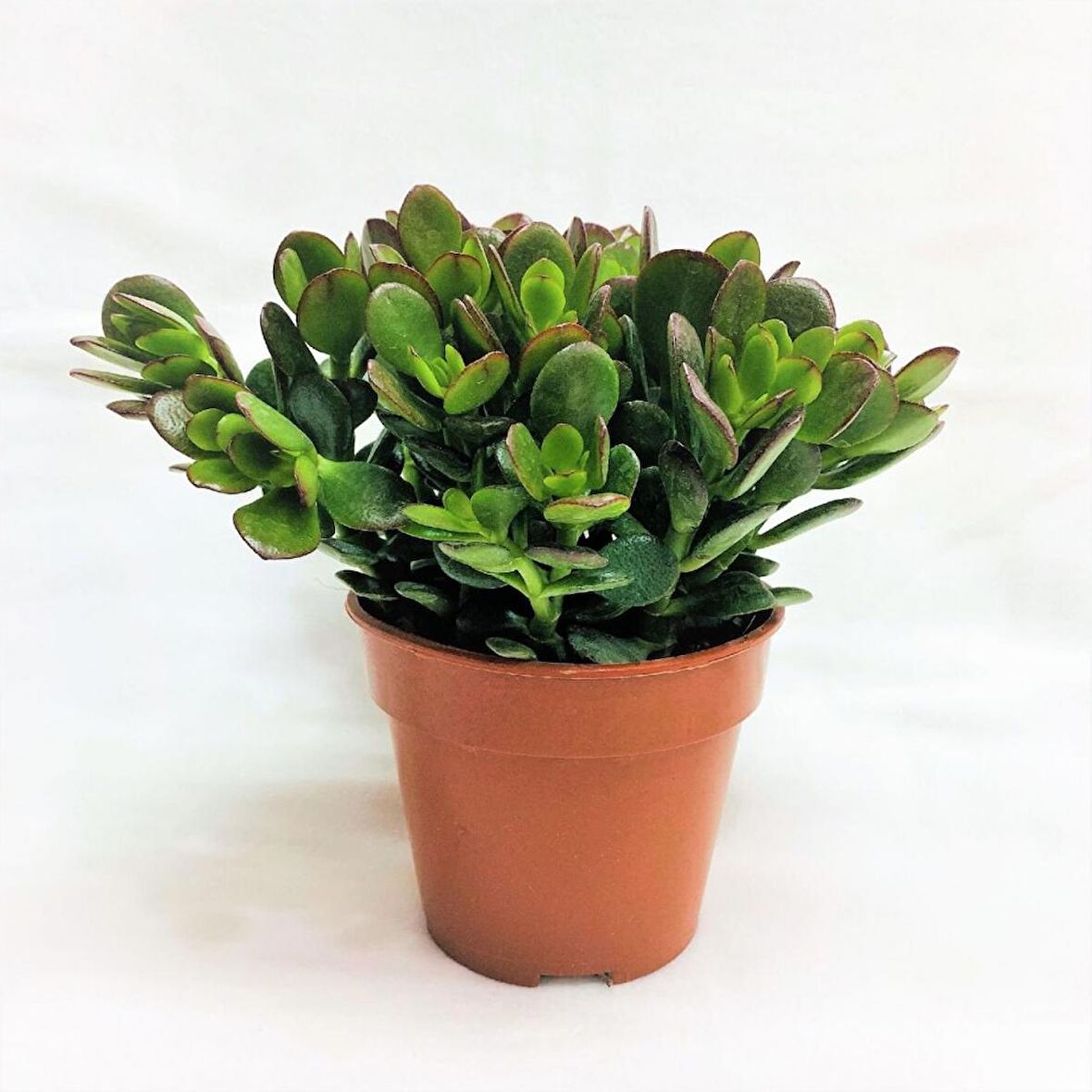 Crassula Ovata - Para ve Şans Bitkisi - 5 ADET SUKULENT - TERARY