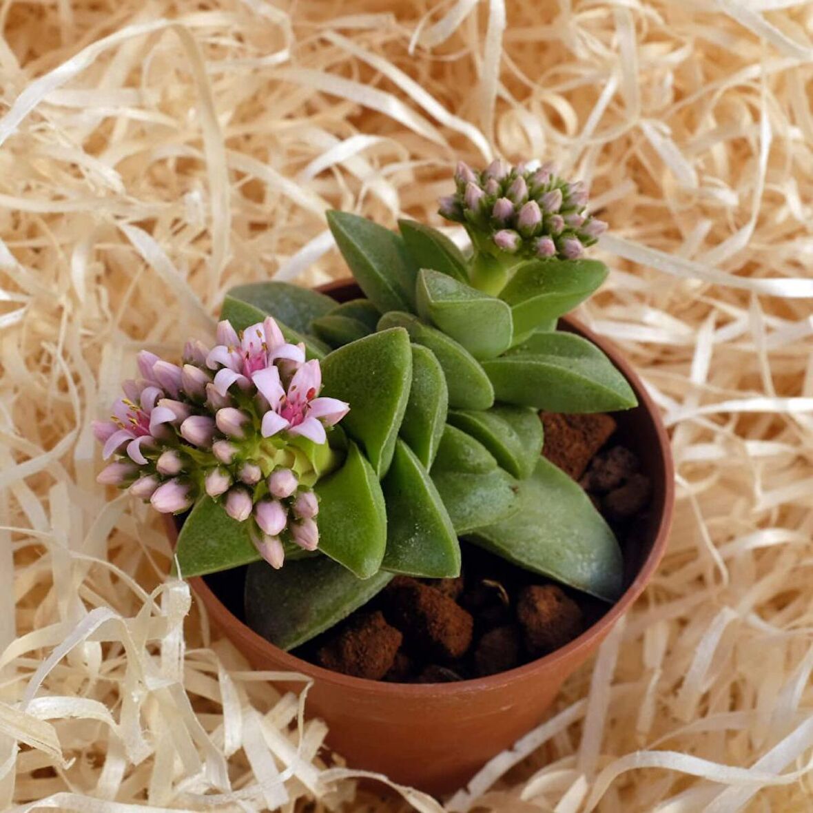 Crassula Springtime - 50 ADET SUKULENT - TERARYUM BİTKİSİ