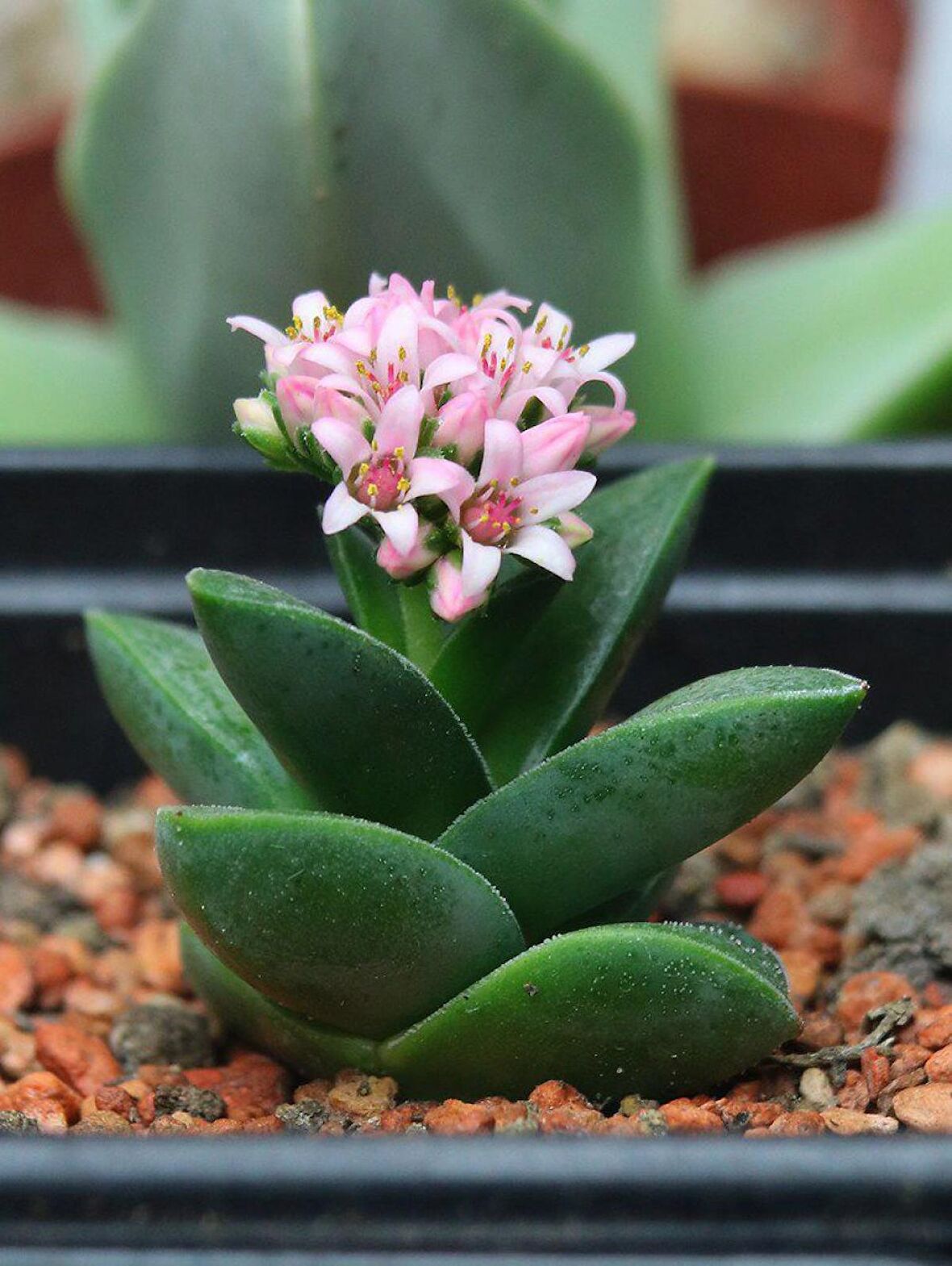 Crassula Springtime - 5 ADET SUKULENT - TERARYUM BİTKİSİ