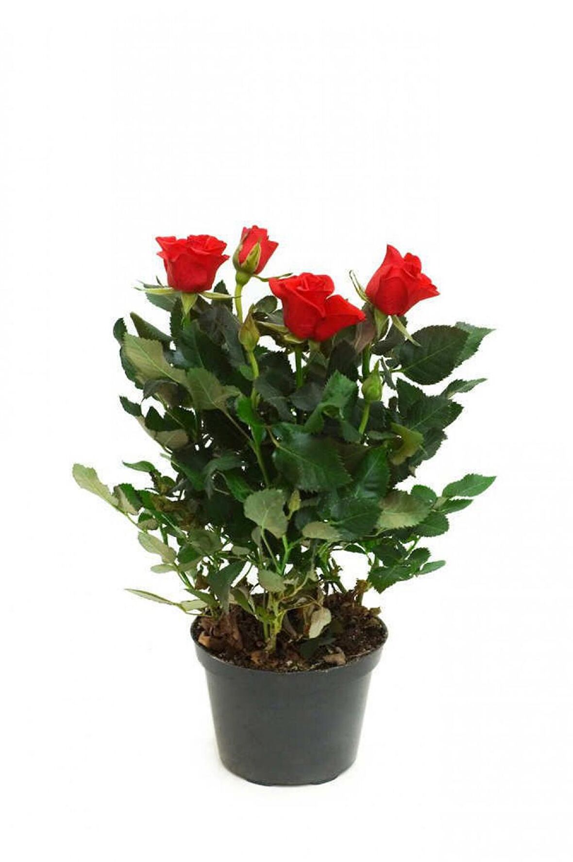 MİNYATÜR GÜL FİDANI KIRMIZI - 10 ADET