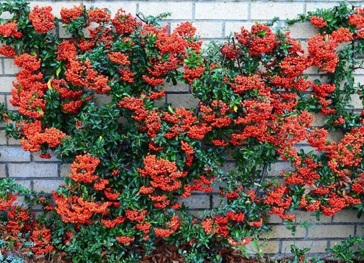 ATEŞ DİKENİ FİDANI 10 ADET