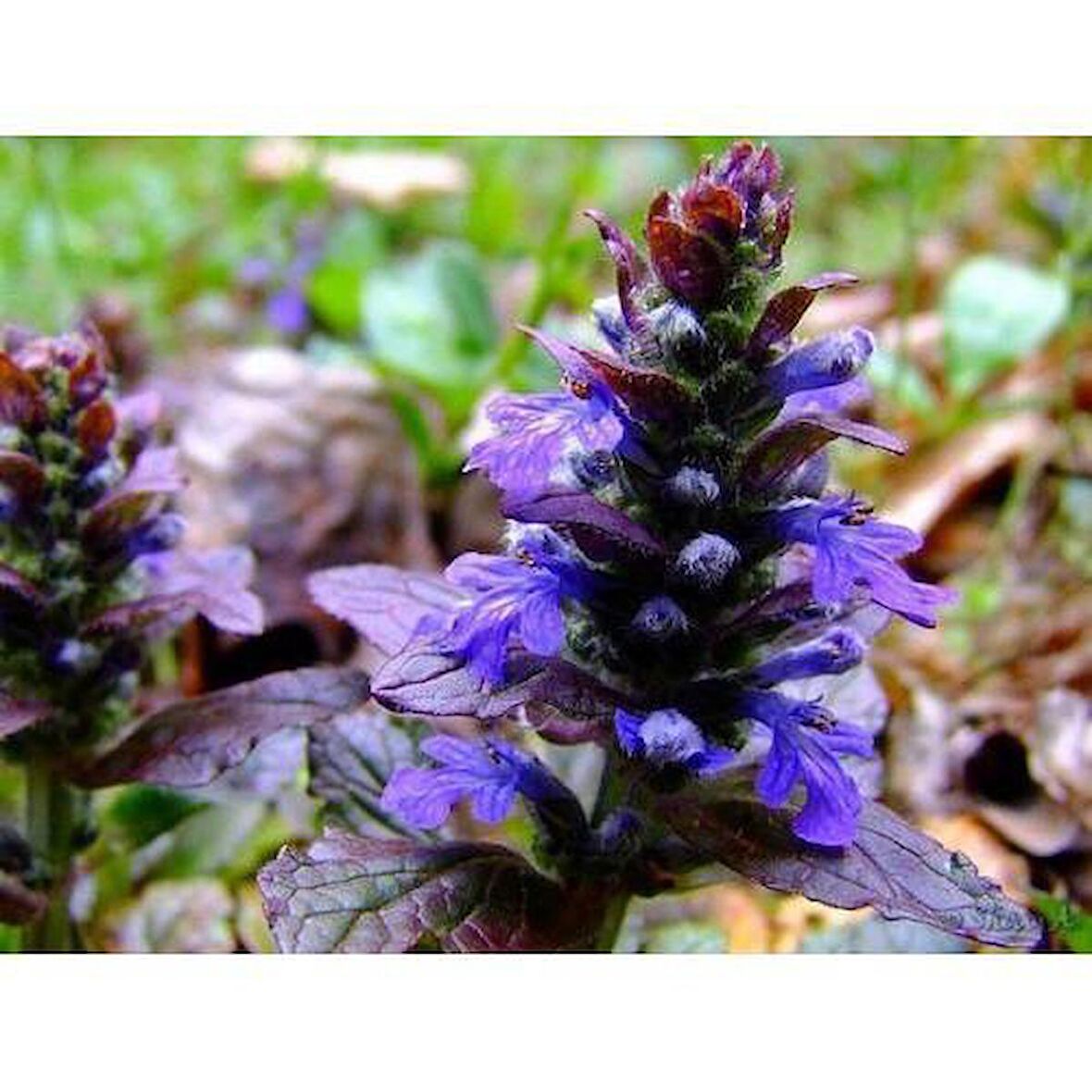 AJUGA - 10 ADET  BORDO YER ÖRTÜCÜ BİTKİ