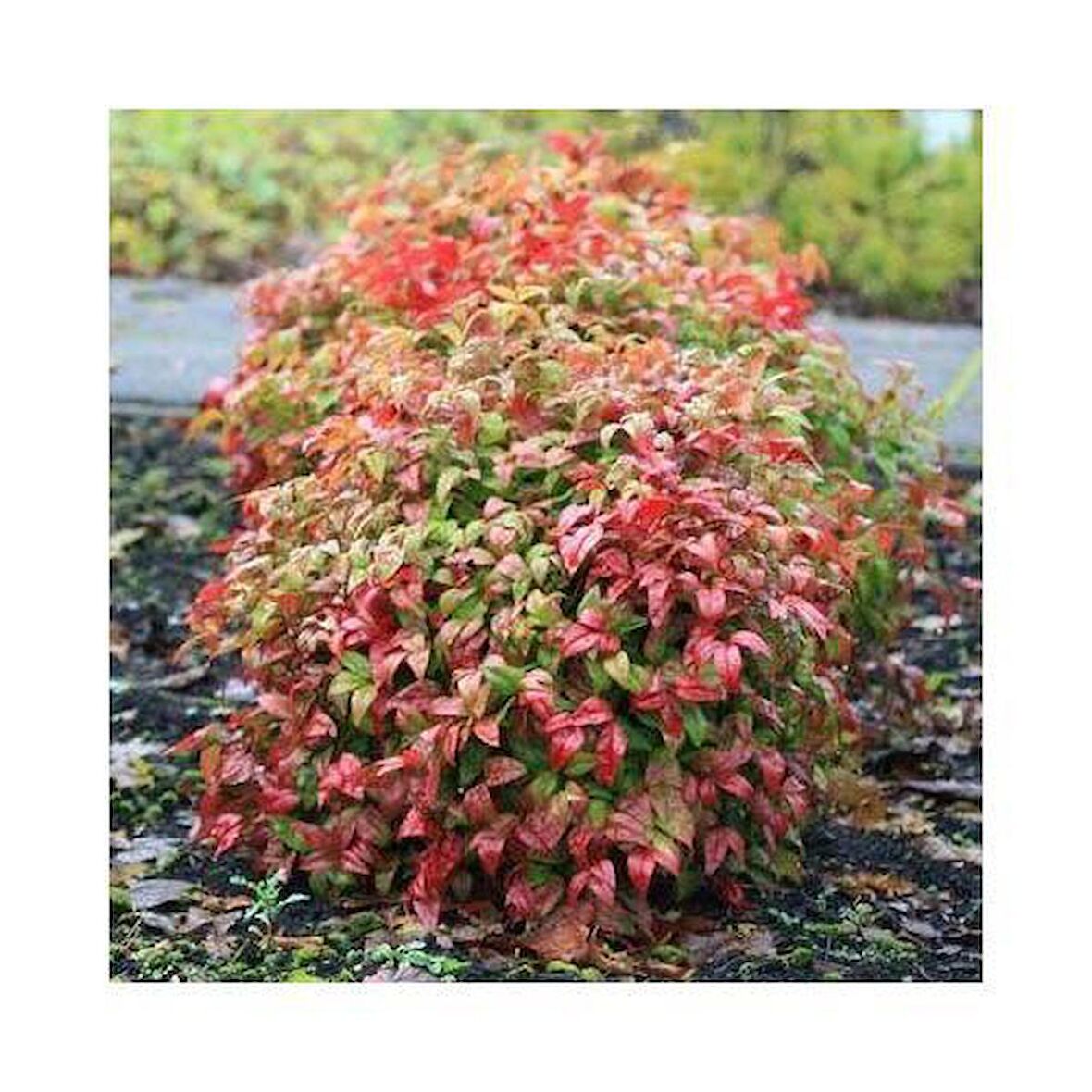 CENNET BAMBUSU - Nandina Domestica