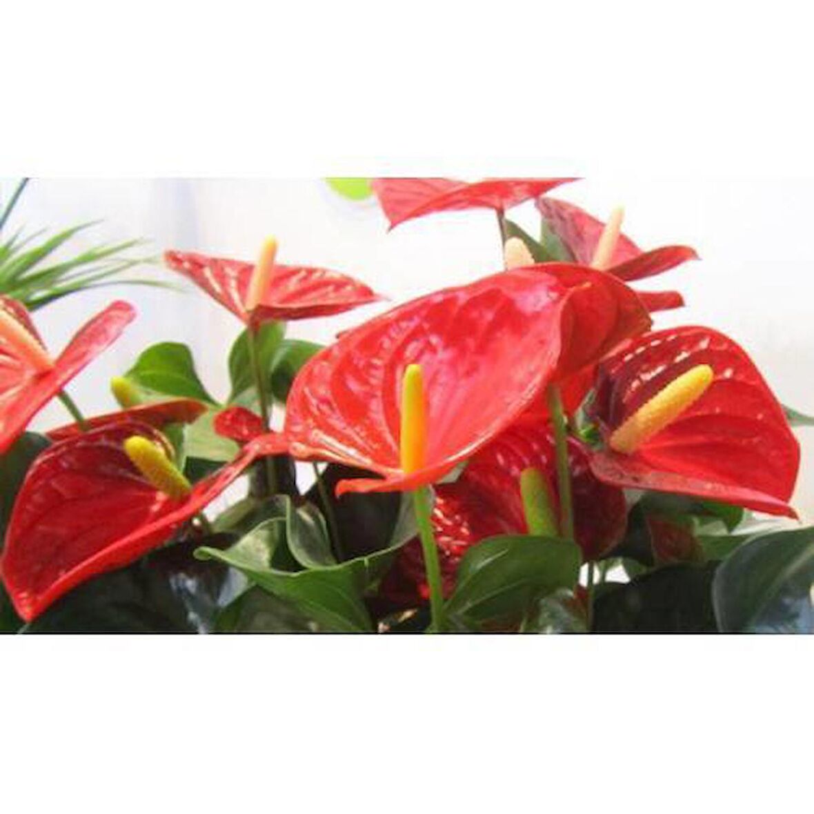 ANTORYUM ÇİÇEĞİ 2 ADET - HEDİYELİK ÖZEL GÜNLER İÇİN