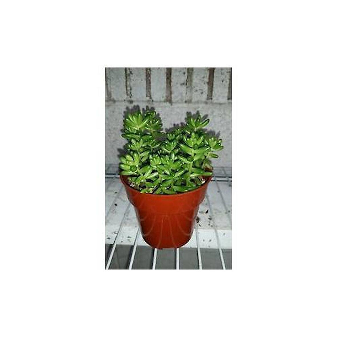 SEDUM RUBROTINCTUM 45 ADET - TERARYUM İÇİN SUKULENT YER ÖRTÜCÜ BİTKİ