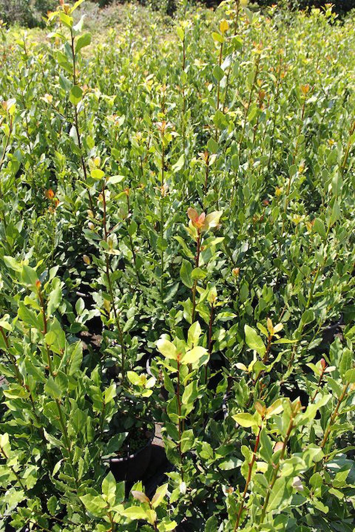 DEFNE FİDANI 20 ADET - BÜYÜK BOY 50-60 CM - SAKSILI