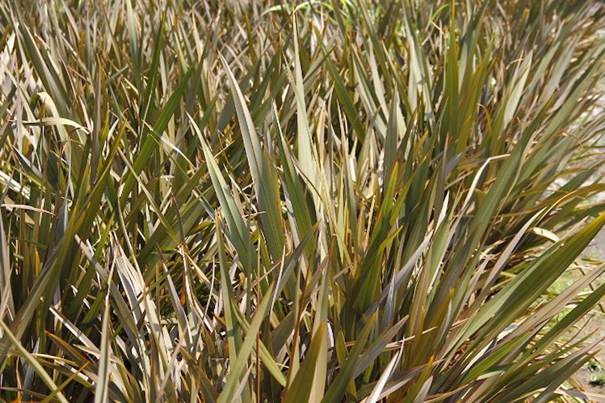 PHORMIUM TENAX - TROPİK SAZ BİTKİSİ - Bordo Renkli