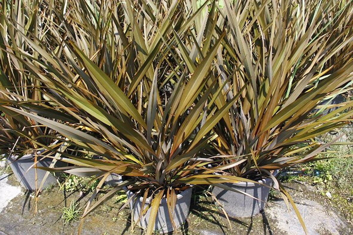 PHORMIUM TENAX 10 ADET - TROPİK SAZ BİTKİSİ - Bordo Renkli