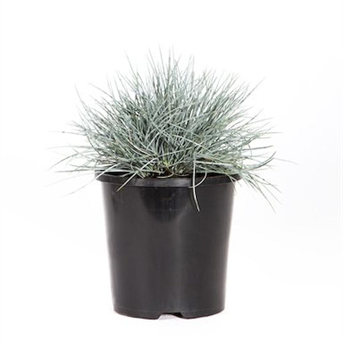 MAVİ SÜS ÇİMİ 30 ADET - FESTUCA OVİNA