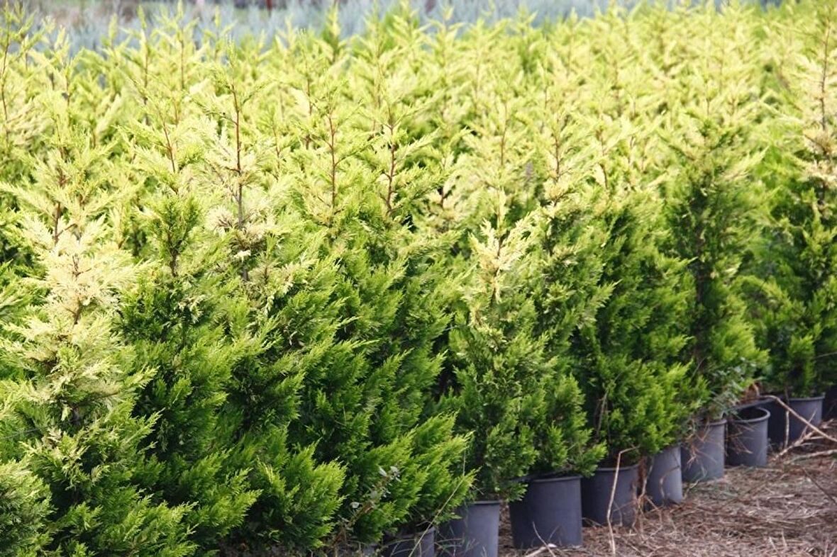 ALTUNİ LEYLANDİ 3 ADET - SARI RENKLİ ÇİT BİTKİSİ 100-150 cm