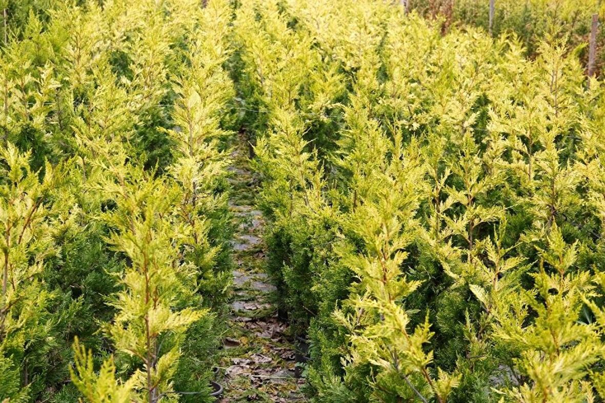 ALTUNİ LEYLANDİ 5 ADET- SARI RENKLİ ÇİT BİTKİSİ 100-150 cm