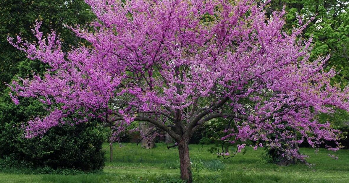 ERGUVAN AĞACI 1 METRE 5 ADET
