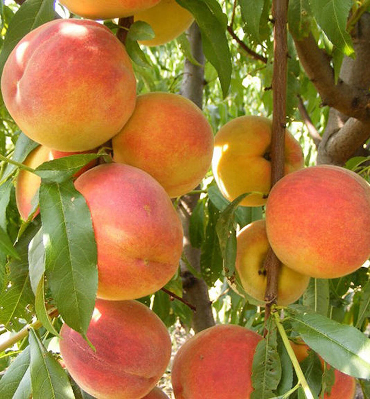 CRESTHAVEN ŞEFTALİ FİDANI - AŞILI ve TÜPLÜ