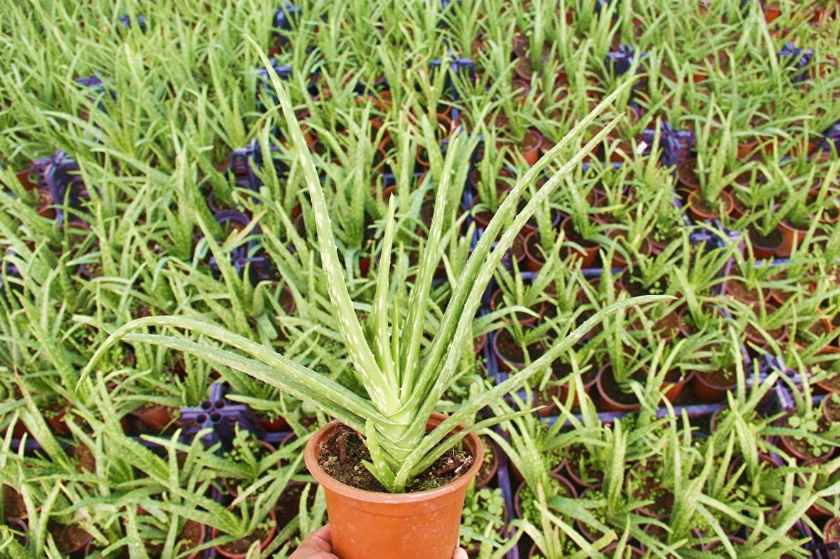 ALOE VERA BİTKİSİ 10 ADET