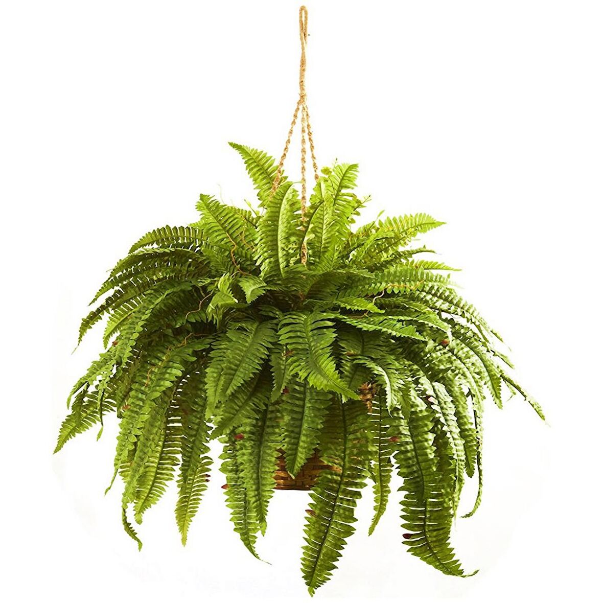 AŞK MERDİVENİ ÇİÇEĞİ ASKILI SAKSIDA HEDİYELİK 3 ADET