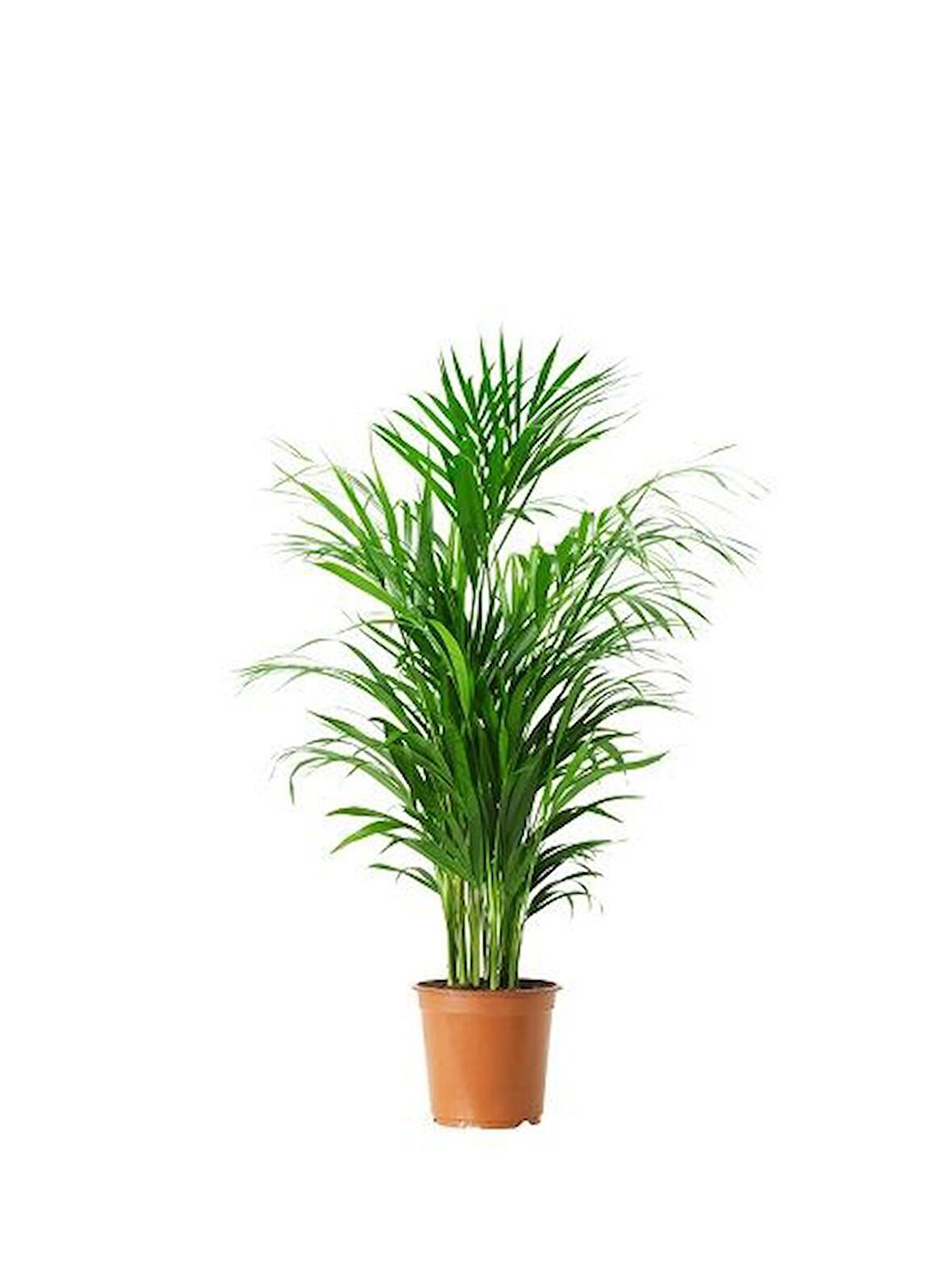 AREKA PALMİYESİ 2 ADET - HEDİYELİK SALON BİTKİSİ