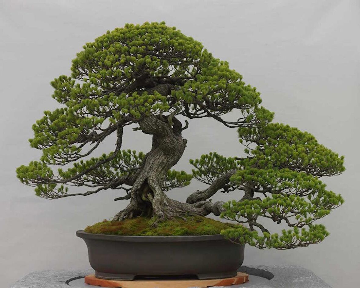 BONSAİ PİNUS SETİ (FİDAN+BONSAİ SAKSI+TOPRAK +BİTKİ BESİNİ)