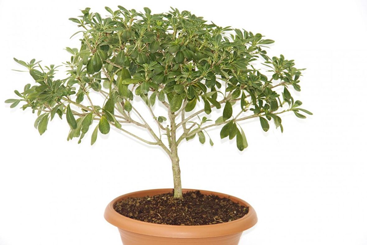 BONSAİ YILDIZ ÇALISI PİTOSPORUM - HEDİYELİK EV OFİS BİTKİSİ