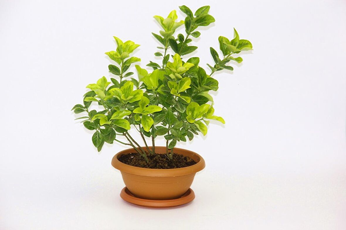 BONSAİ EUONYMUS JAPONİCA AUREA - HEDİYELİK EV OFİS BİTKİSİ