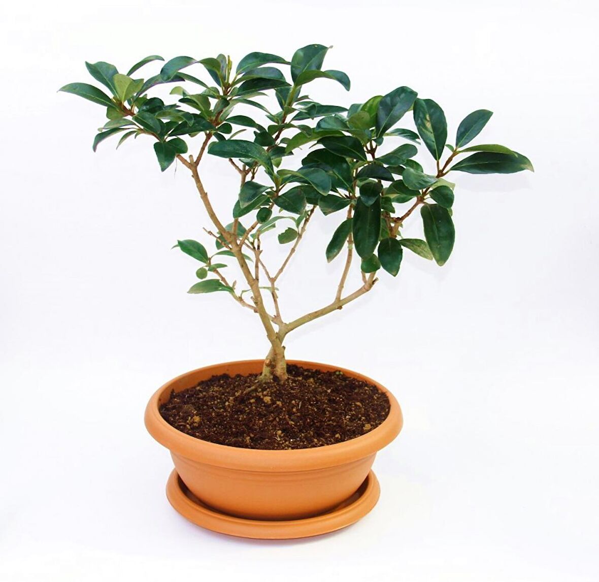 BONSAİ KARTOPU LUCİDUM FİDANI