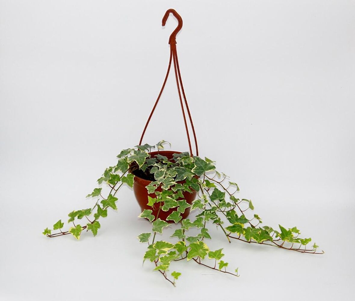 HEDERA SARMAŞIK 3 ADET - ASKILI SAKSIDA HEDİYELİK