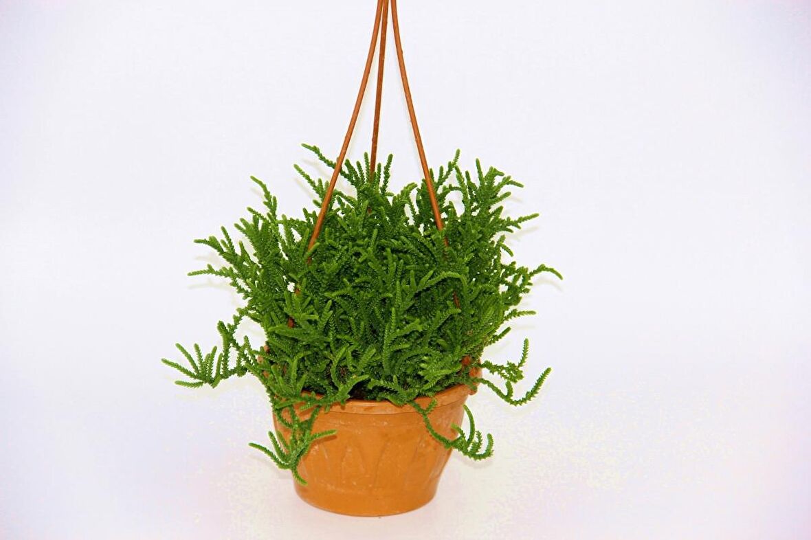 CRASSULA MUSCOSA SUKULENT 2 ADET - ASKILI SAKSIDA HEDİYELİK