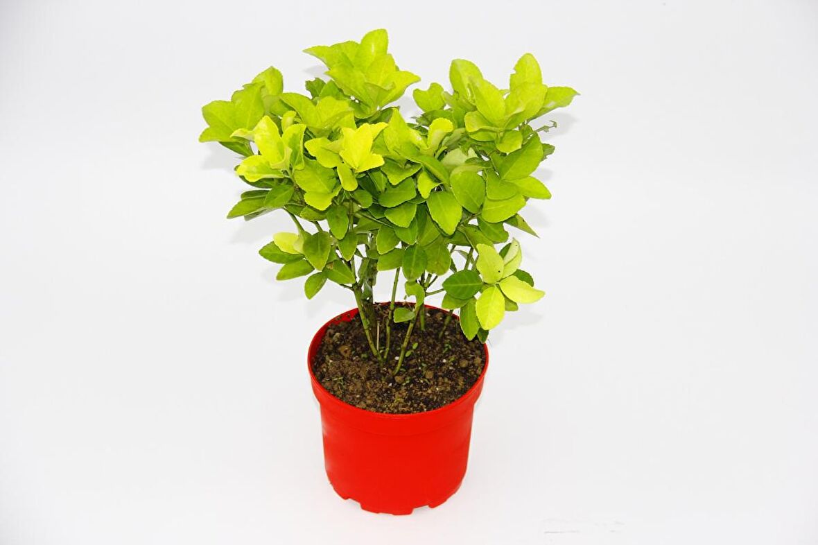 SARI KIRMIZI GOLD TAFLAN EUONYMUS 10 ADET - HEDİYELİK