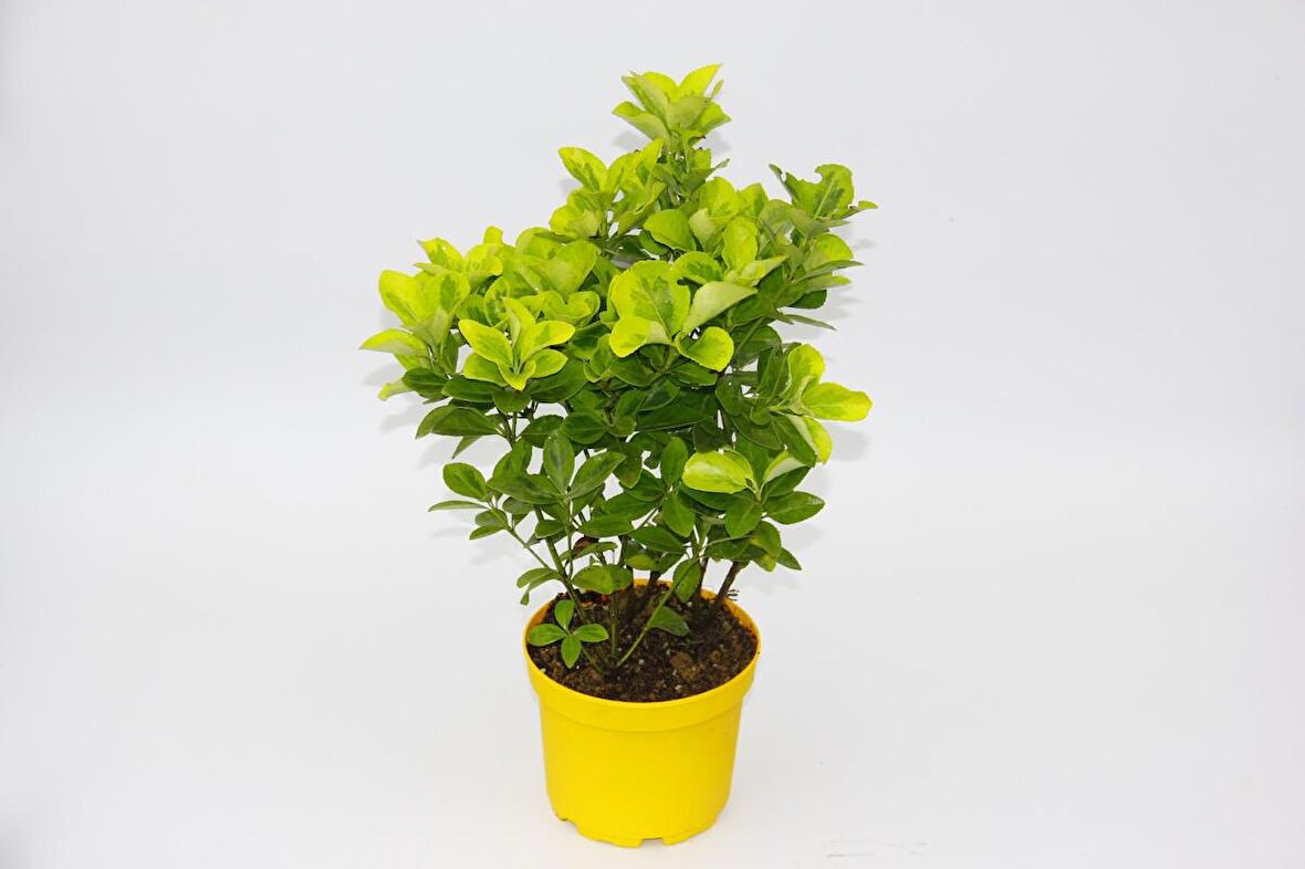 SARI GOLD TAFLAN EUONYMUS 10 ADET - SARI SAKSIDA HEDİYELİK