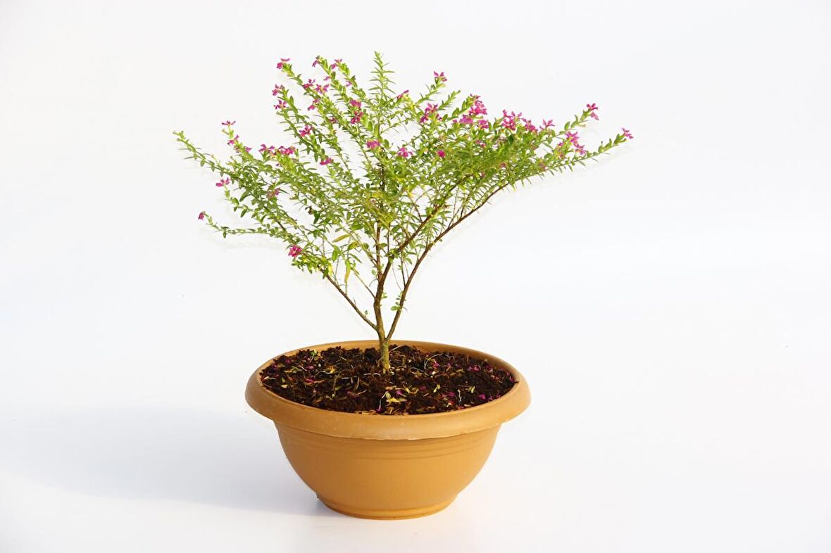 BONSAİ KUFEYA CENNET ÇİÇEĞİ 5 ADET HEDİYELİK