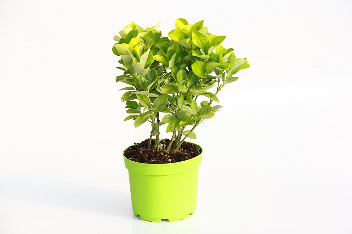 GOLD TAFLAN 2 ADET - YEŞİL SAKSIDA HEDİYELİK