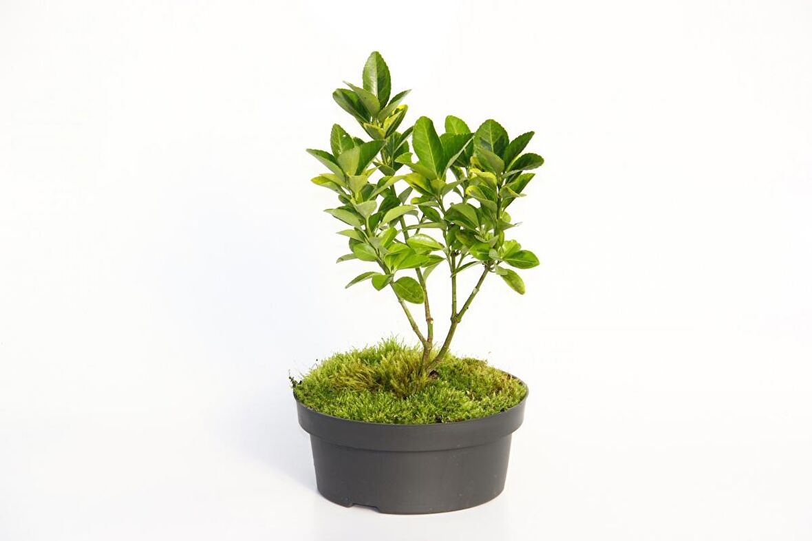 BONSAİ TAFLAN EUONYMUS JAPONİCA 2 ADET