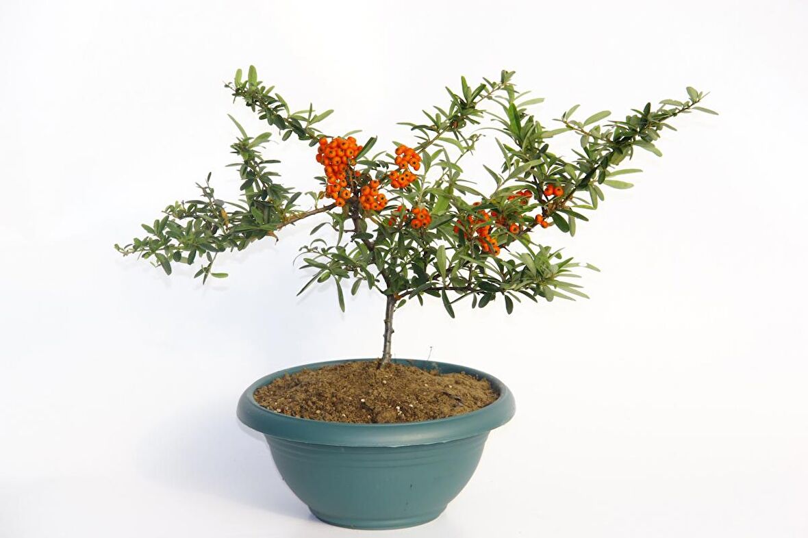 BONSAİ ATEŞ DİKENİ 5 ADET