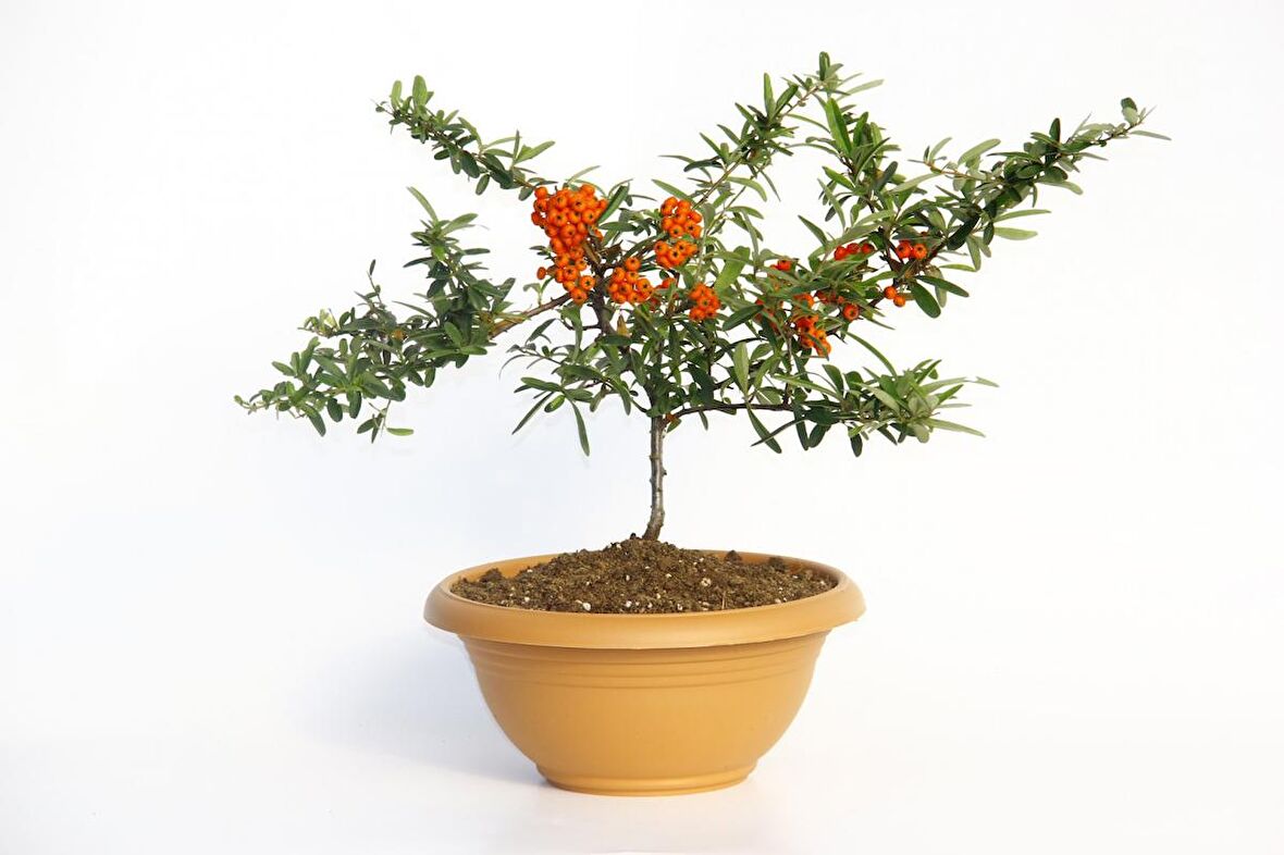 BONSAİ ATEŞ DİKENİ 2 ADET