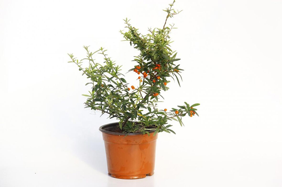 ATEŞ DİKENİ FİDANI 10 ADET