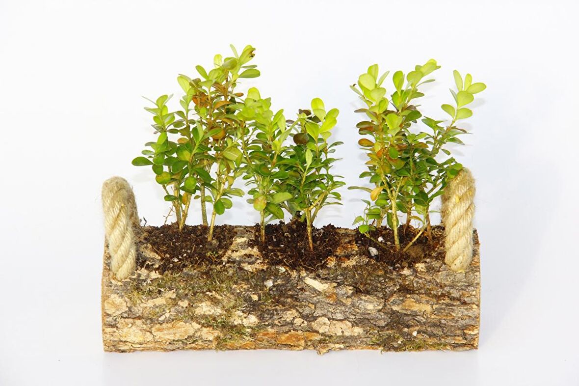 OFİS BİTKİSİ BUXUS 2 ADET - TRİO  SET HEDİYELİK