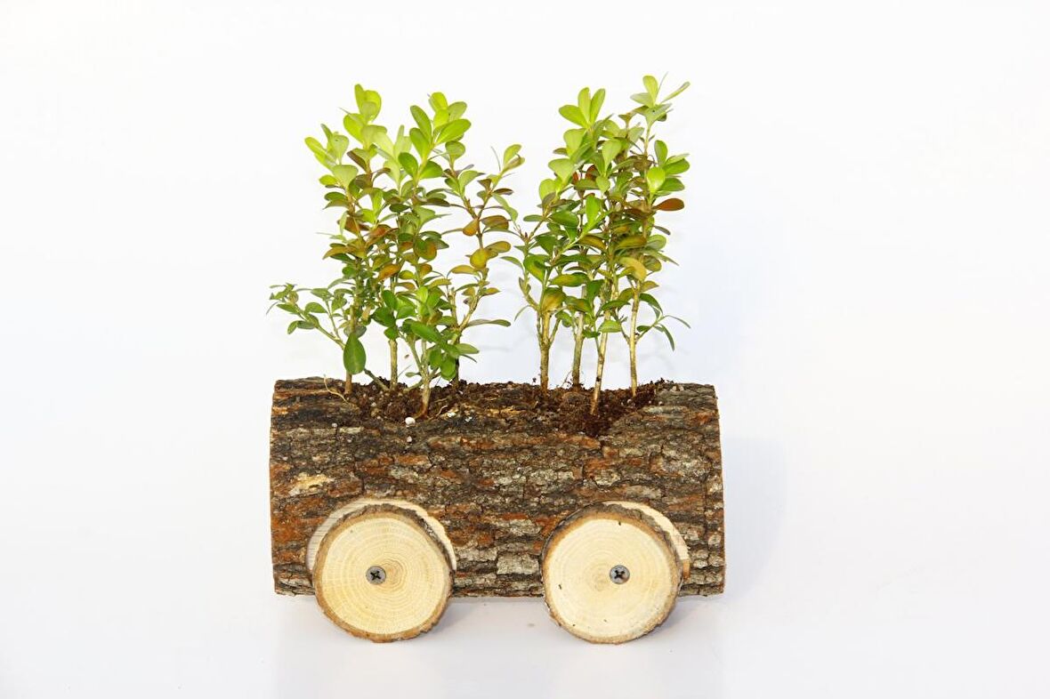 OFİS BİTKİSİ BUXUS 2 ADET -AHŞAP ARABA SAKSIDA HEDİYELİK