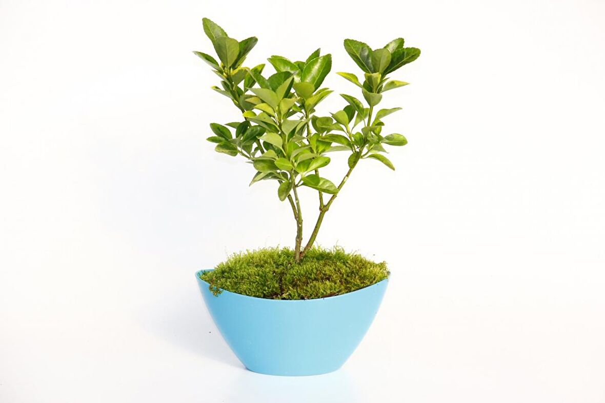 BONSAİ EUONYMUS JAPONİCA AUREA 5 ADET