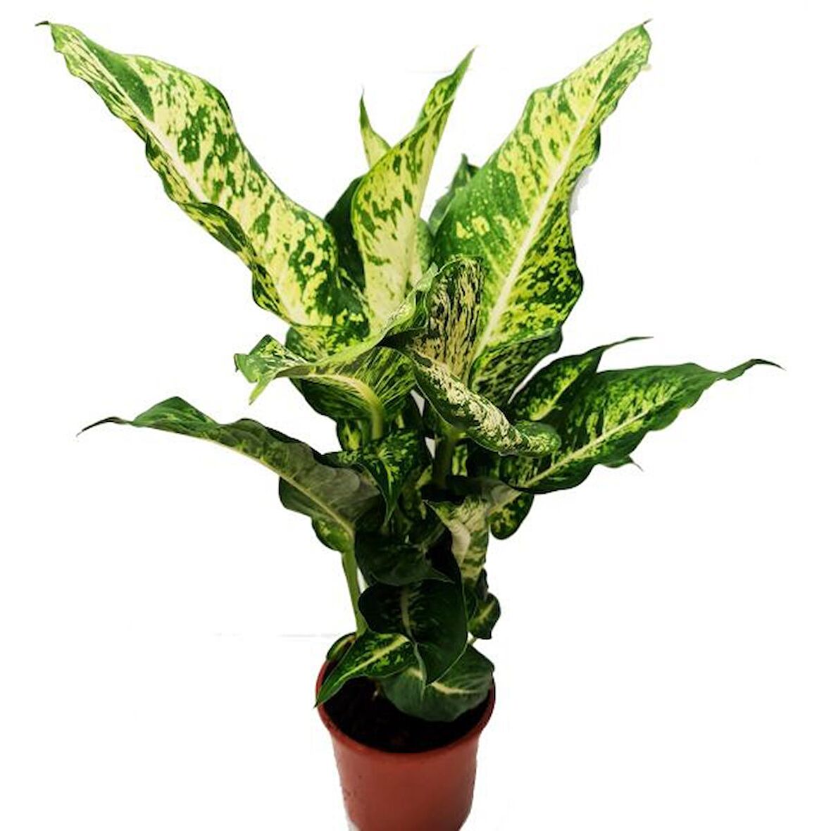 DİFENBAHYA MARS 3 ADET - ÇİLLİ DİFENBAHYA