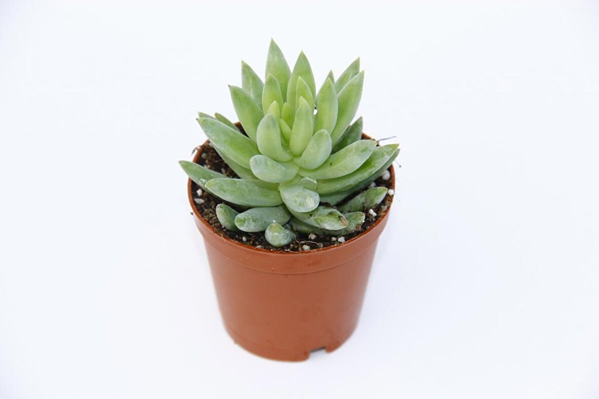 SEDUM NİCAEENSİS 10 ADET SUKULENT