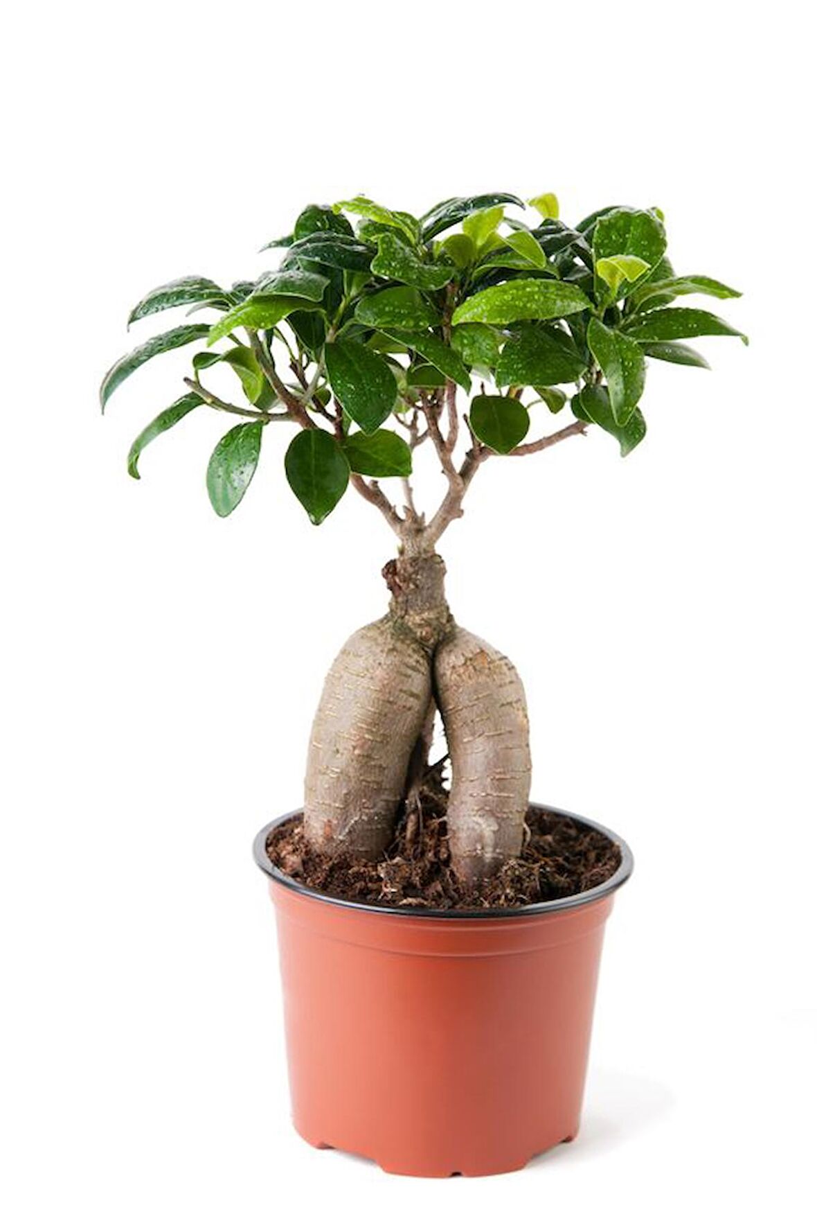 BONSAİ FİCUS GİNSENG