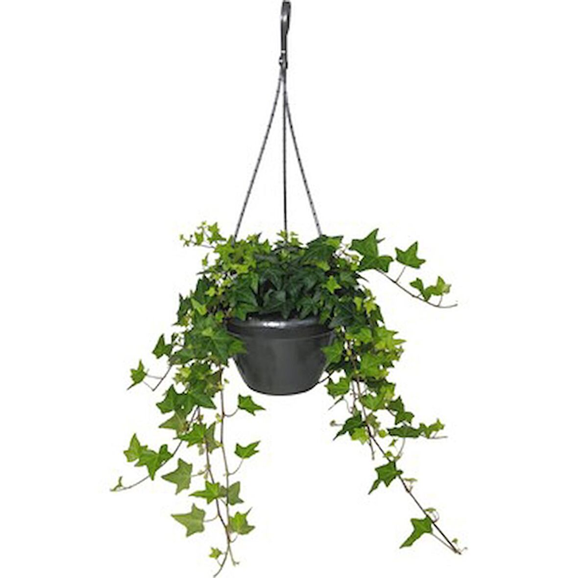 HEDERA SARMAŞIK 2 ADET - ASKILI SAKSIDA HEDİYELİK