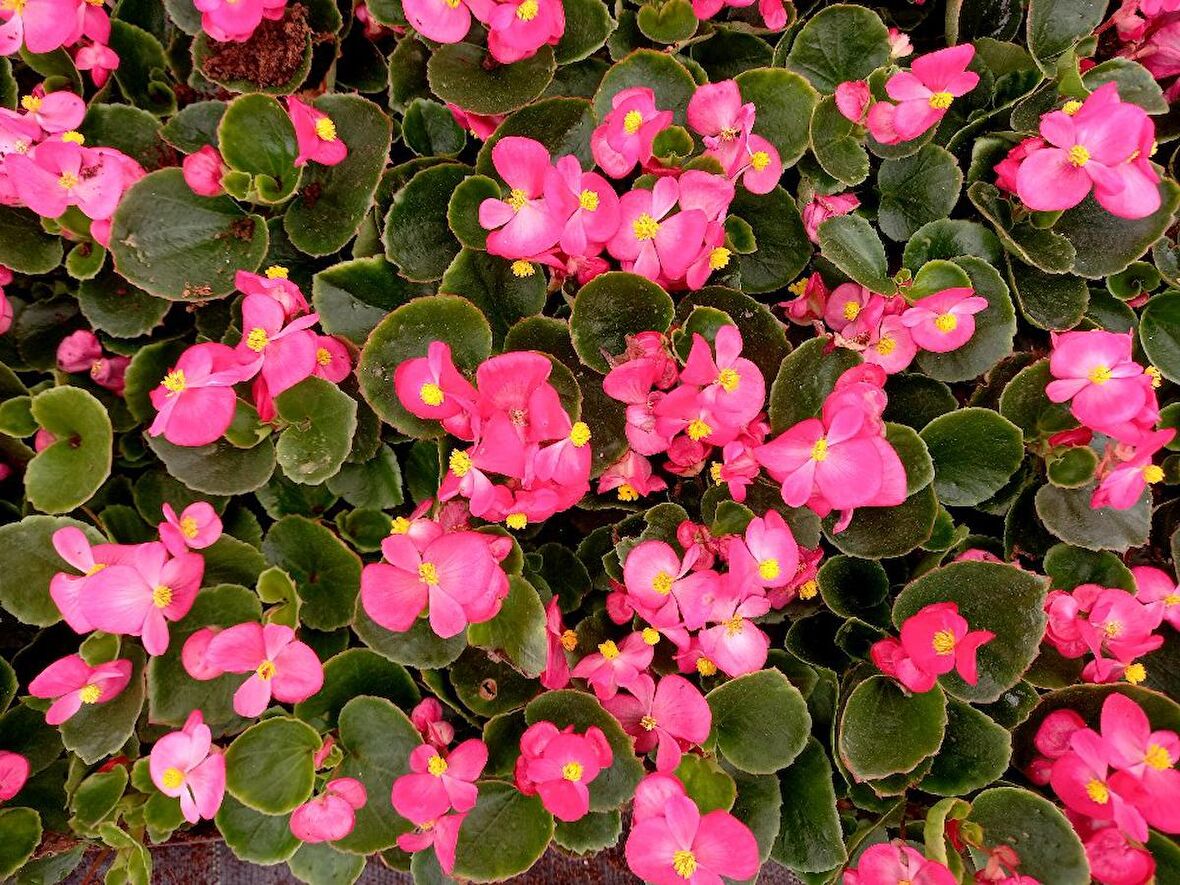 BEGONYA ÇİÇEĞİ 90 ADET - PEMBE RENK