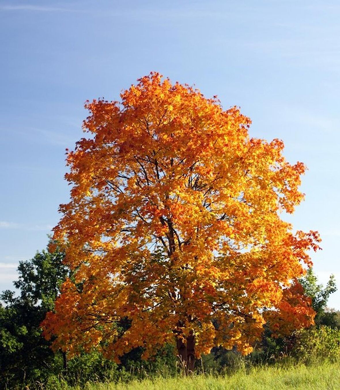 AKÇAAĞAÇ FİDANI - Acer Platanoides