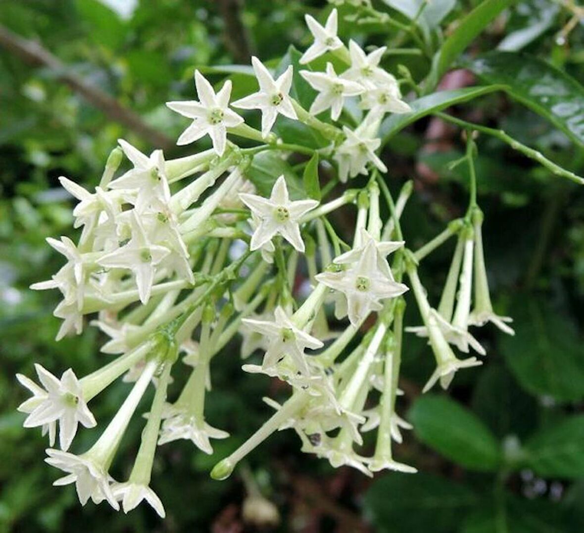 MELİSA ÇİÇEĞİ FİDANI 10 ADET - Cestrum Nocturnum